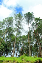 Fototapeta premium trees in the woods