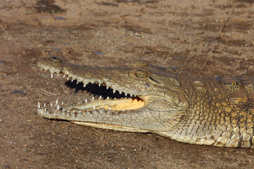 Nilkrokodil / Nile crocodile / Crocodylus niloticus