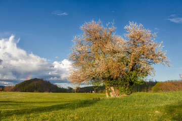 Obraz premium Selketal harz einzel stehender wilder Apfelbaum mit Regenbogen