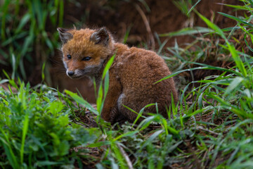 young fox (vulpes vulpes) of a few weeks old discovering the world and practicing his hunting skills to survive in the big world.