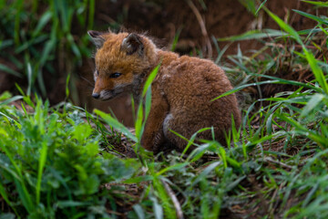 young fox (vulpes vulpes) of a few weeks old discovering the world and practicing his hunting skills to survive in the big world.