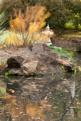 Plants reflected in water