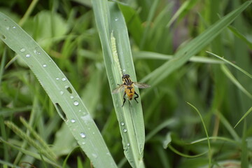 fly on a green leaf