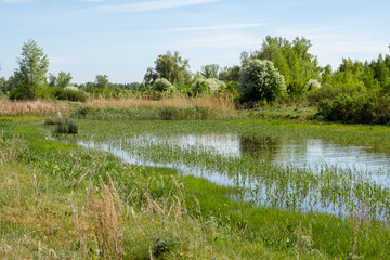 Village lake with young reeds at the edges on a summer morning.