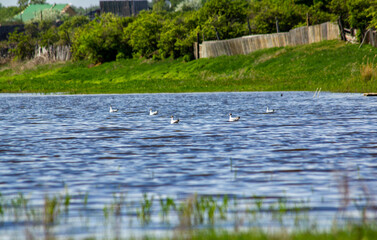 Fototapeta na wymiar A flock of seagulls swims on the lake near the village.