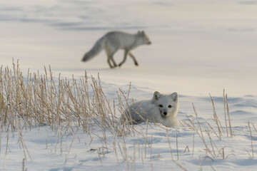 Obraz premium Two young arctic foxes (Vulpes Lagopus) in wilde tundra. Arctic fox playing.