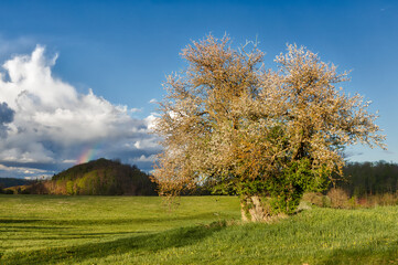 Selketal harz einzel stehender wilder Apfelbaum mit Regenbogen