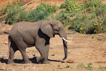 Fototapeta premium Afrikanischer Elefant / African elephant / Loxodonta africana