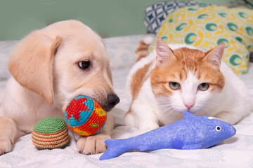 Precioso cachorro de Labrador Retriever jugando con su amigo el gato con el que comparte juguetes
