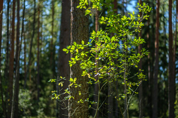 wet sunny autumn day in forest with few leaves on the trees