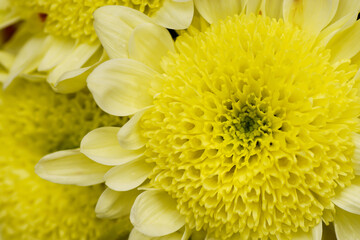 Fototapeta premium Blume