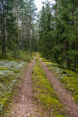 Fototapeta na wymiar tourism pathway in the summer green park