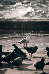 seagulls on the pier
