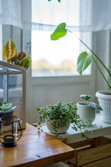 decorative plant details growing in apartment