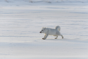 Obraz na płótnie Canvas Wild arctic fox (Vulpes Lagopus) in tundra in winter time.