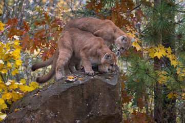 Naklejka na ściany i meble Cougars (Puma concolor) Stand Together Looking Down From Rock Autumn