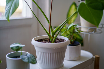 decorative plant details growing in apartment