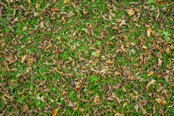 dry tree leaves texture on forest floor