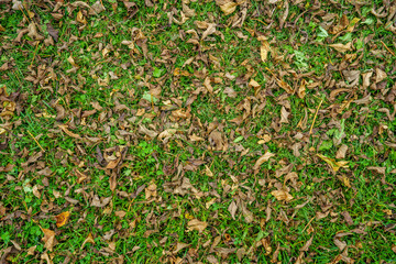 dry tree leaves texture on forest floor