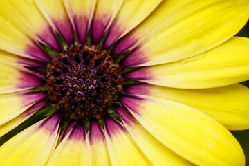 Blume