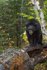 Black Bear (Ursus americanus) Looks Down While Standing on Log Autumn