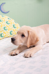 Precioso cachorro de Labrador Retriever © paulventseck