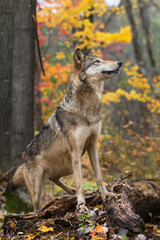 Grey Wolf (Canis lupus) Paws Up on Log Looks Up to Right Autumn