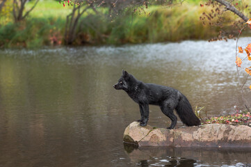 Silver Fox (Vulpes vulpes) Gazes Left Across Water From Rock Autumn