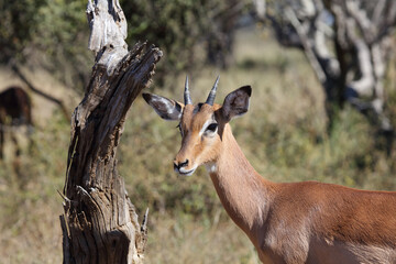 Schwarzfersenantilope / Impala / Aepyceros melampus...