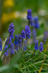 Muscari armeniacum cultivated spring grape hyacinth flowers in bloom, bunch of dark blue flowering plants