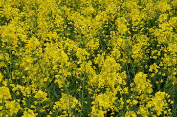 pola, kwiat, z&oacute;łty, charakter, jary, kwiat, roślin, lato, hayfield, rolnictwa, zieleń, kwiat, olej rzepakowy, farma, krajobraz, gwałt, niebo, gras, kwiat, beuty, nafta, obszar&oacute;w wiejskich, barwa, nasi