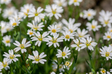 Obraz premium Rabalera Stellaria holostea greater stitchwort perennial flowers in bloom, group of white flowering plants on green background