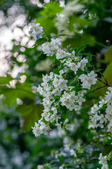 Philadelphus coronarius sweet mock-orange white flowers in bloom on shrub branches, flowering English dogwood ornamental plant