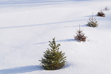 young pine trees in winter in the snow. winter landscape. green spruce trees in the winter season
