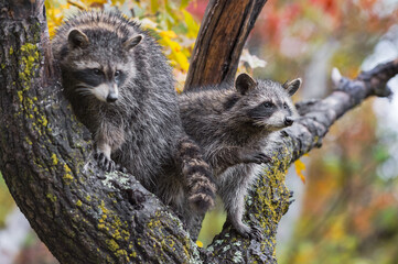 Raccoons (Procyon lotor) Peer Out Together From Tree Autumn