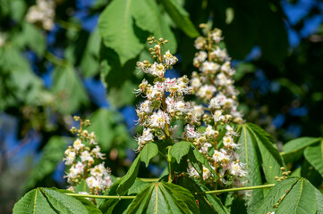 Aesculus hippocastanum horse chestnut tree in bloom, group of white flowering flowers on branches