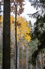 Fototapeta premium yellow warn autumn day in old forest park