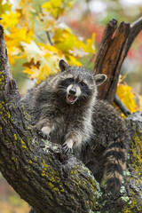 Raccoon (Procyon lotor) Mouth Open Looks Out From Tree Autumn