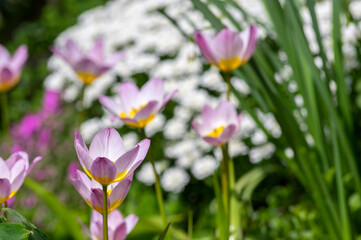 Fototapeta premium Tulipa saxatilis bright pink yellow flowering cretan tulip flowers, springtime beautiful ornamental rock plants in bloom