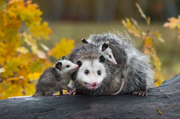 Virginia Opossum (Didelphis virginiana) Joey Nose to Mothers Ear With Family on Log Autumn