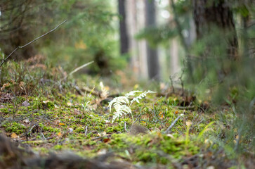yellow warn autumn day in old forest park