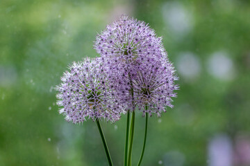 Allium hollandicum persian onion dutch garlic purple flowering plant, ornamental flowers in bloom