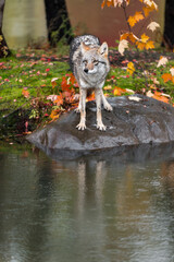 Coyote (Canis latrans) Stands at Edge of Rock Reflected in Water Autumn