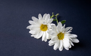 Obraz premium Two white flowers with yellow center and stem and green leaves reflecting on a dark black background and with free space for writing. Allusion to boyfriends, mothers and friendship.