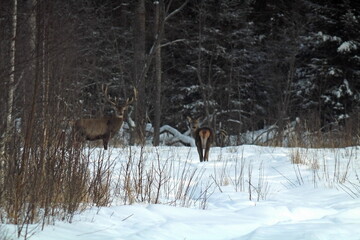 Deer with large branches of antlers on the background of the winter forest. Wildlife winter landscape with European deer. Beautiful wild animals