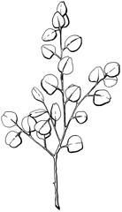 eucalyptus branch black and white graphics