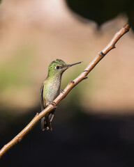 hummingbird on a branch picaflor colibrí chico chile fauna chilena