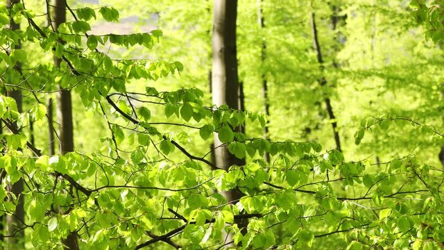 inside a green lush spring forest