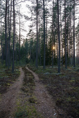 Obraz premium tourism pathway in the summer green park
