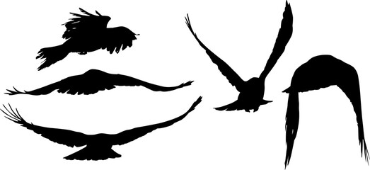 five crow flight silhouettes isolated on white